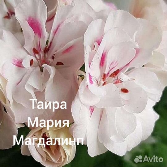 Пеларгония сортовая