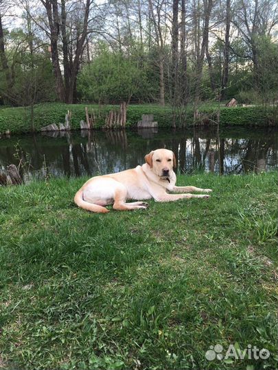 Собака для вязки