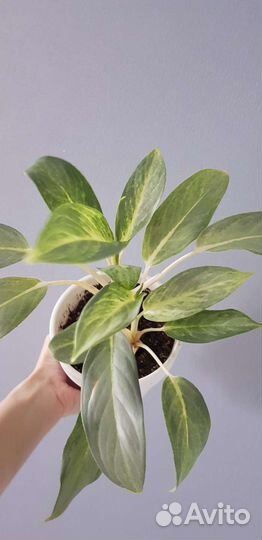 Аглаонема Сири Каншана (серый призрак)