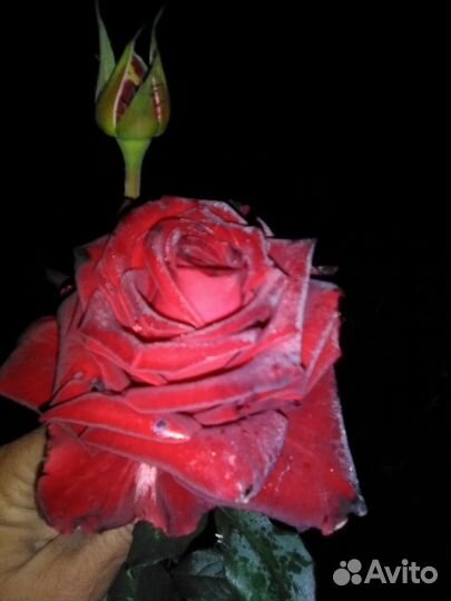 Розы и садовые растения