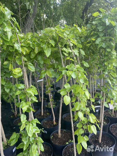 Шелковица плакучая