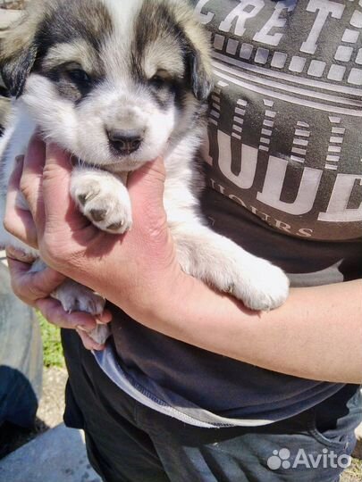 Чудо малыши в добрые руки