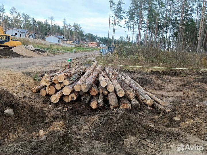 Дрова из сосны 30 хлыстов