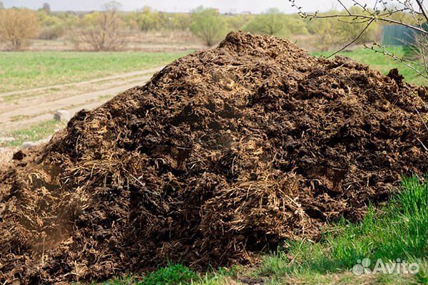 Навоз свежий