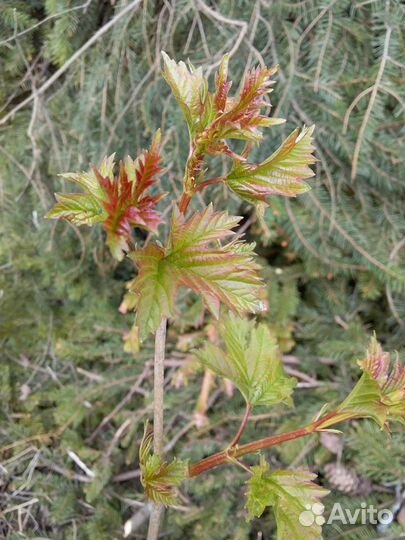 Молодые деревца