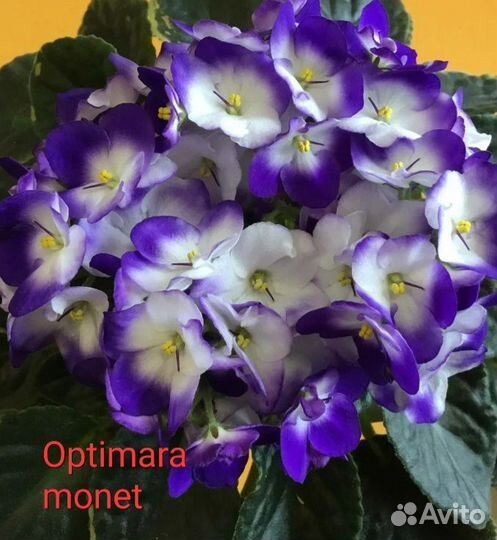 Детки сортовых фиалок наборами