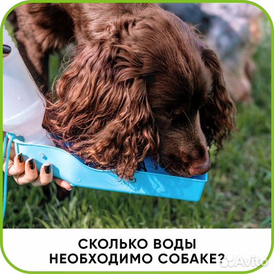 Ветеринарный врач на дом. Ветеринарная помощь