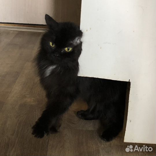 Кошка в добрые руки