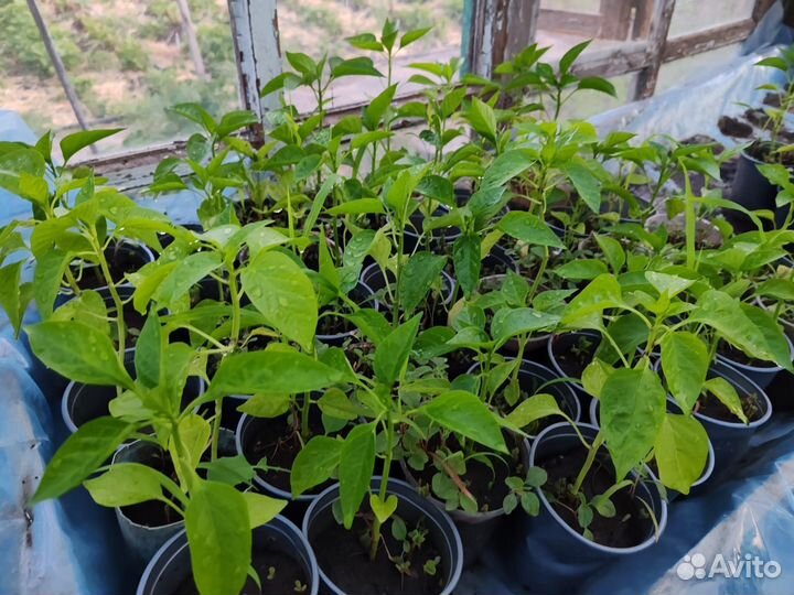 Рассада помидор/огурцы