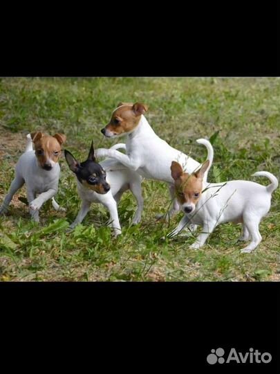 Щенки той-фокстерьера
