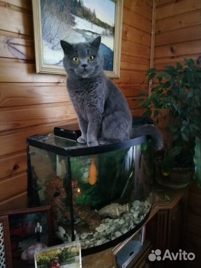 Передержка собак и кошек