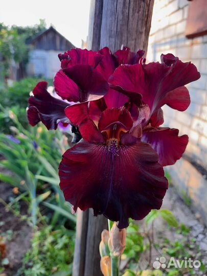 Ирисы сортовые (высокие)