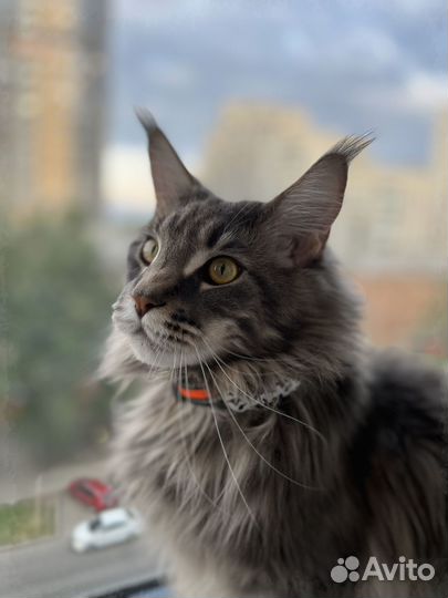 Gps ошейник для кошек