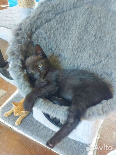 Отдам в добрые руки милейших котят