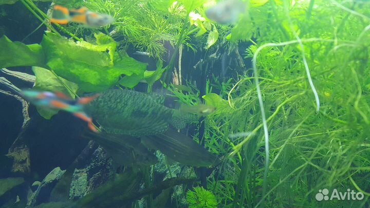 Гуппи Эндлера