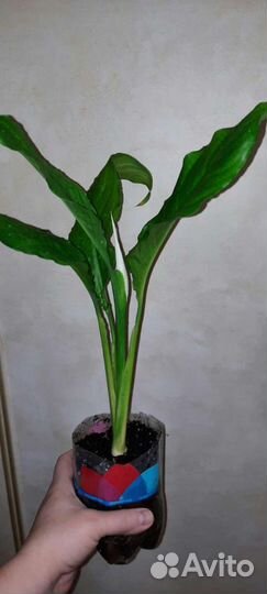 Спатифиллум