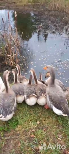 Взрослые гуси и индюки