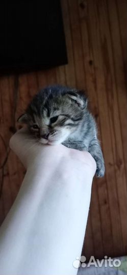 Бенгальские котята