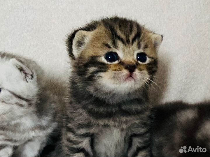 Британский котенок