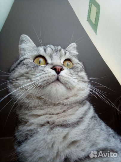 Кот