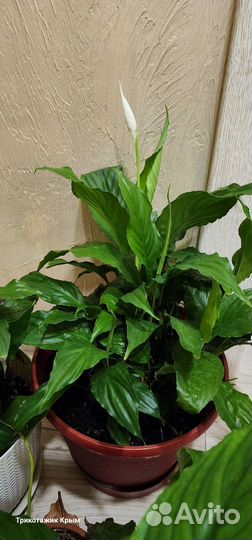 Спатифиллум