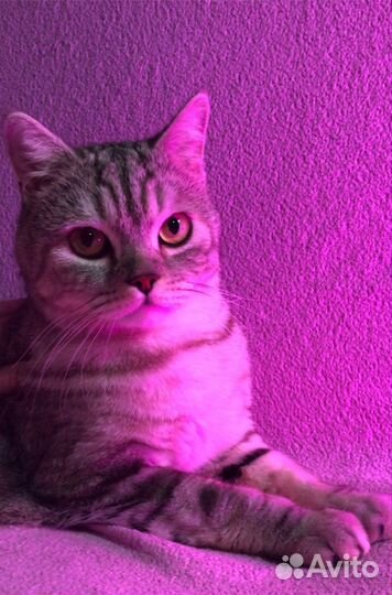 Продам молодого кота шотландской породы