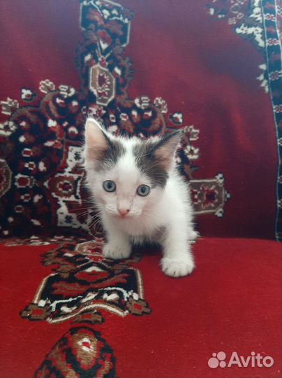 Котята в добрые руки бесплатно