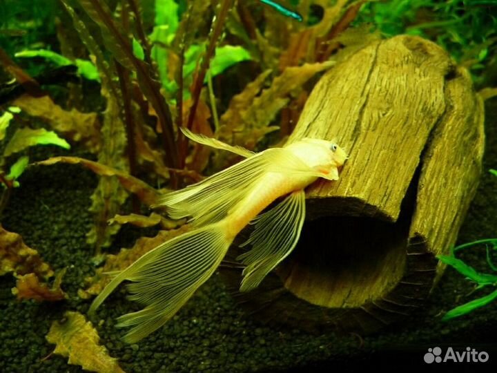 Сом анциструс L144, вуалевый