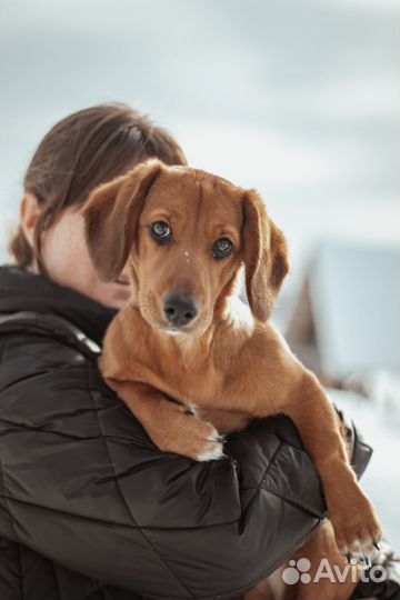 Такса метисочка