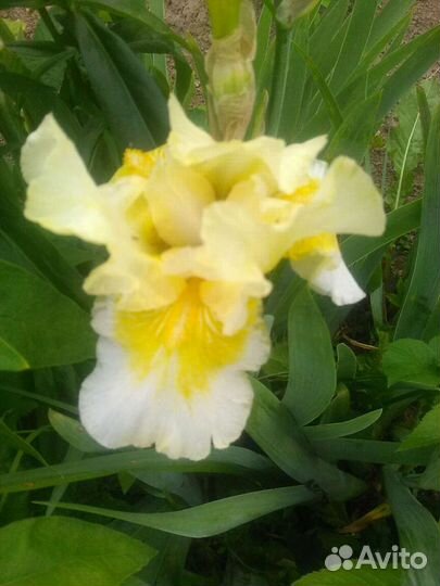 Ирисы бородатые