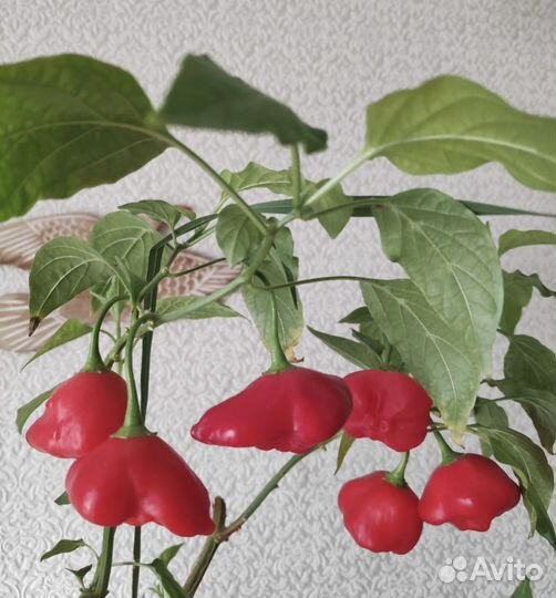 Домашний перец 