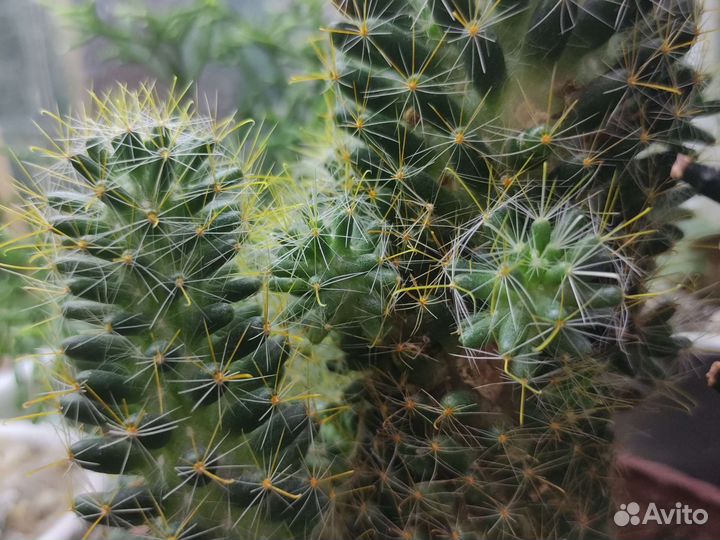 Кактусы почтой