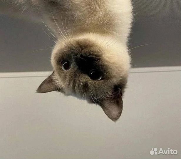 Смм специалист