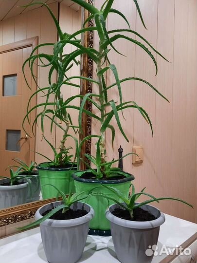 Алоэ лечебный