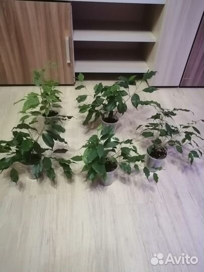 Комнатные цветы