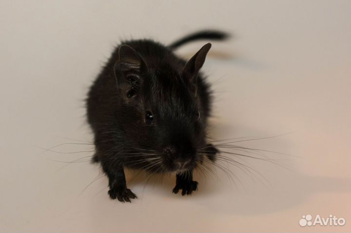 Дегу цветные малыши