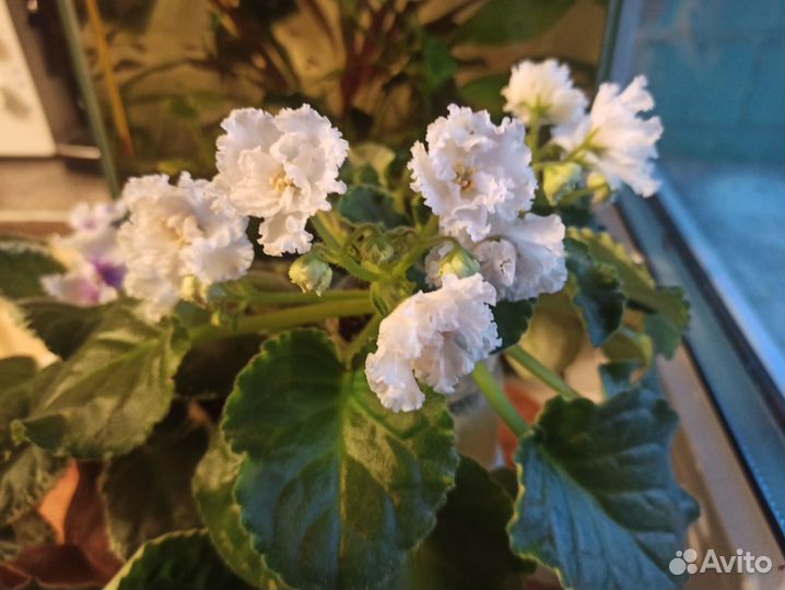 Фиалки сортовые, колеус аватар, фикус Бенджамина