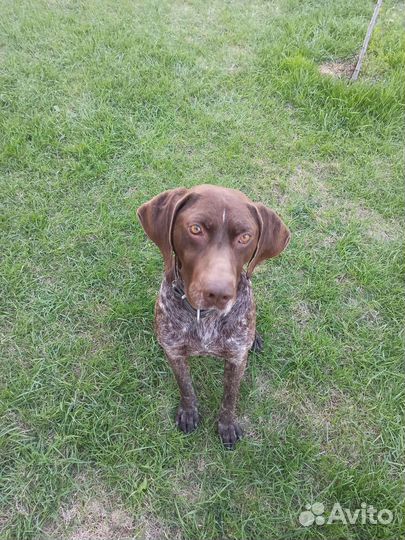 Курцхаар вязка