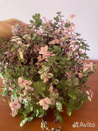 Коллизии кусты