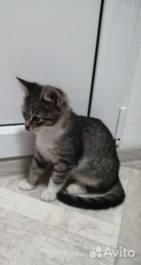 Котик ищет семью