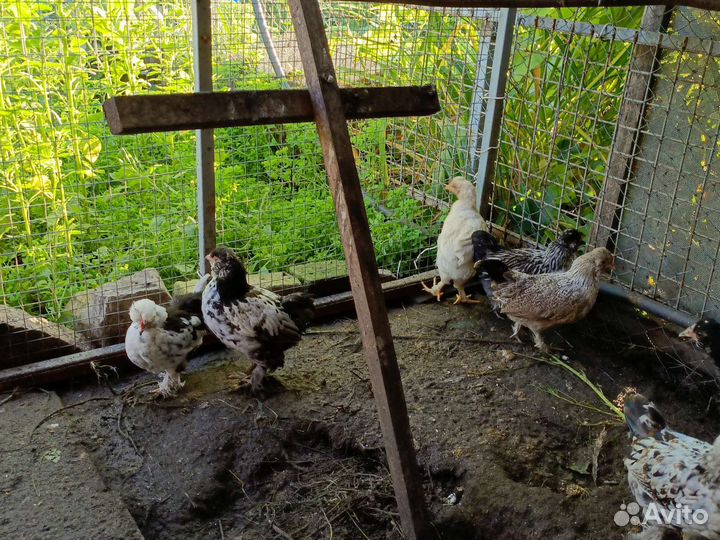 Куры бентамки