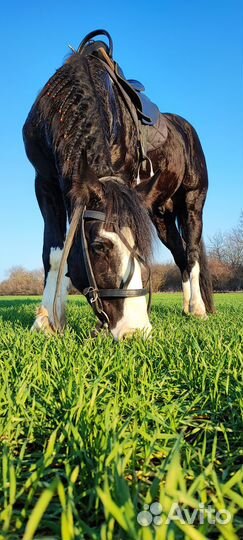 Постой лошадей. Катания, фото сессии