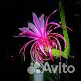 Красный дракон растение. Драконий фрукт красноцв