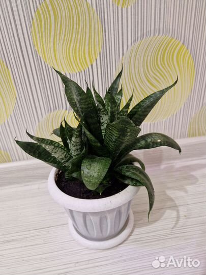 Сансевиерия ханни