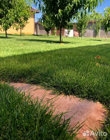 Рулонный газон