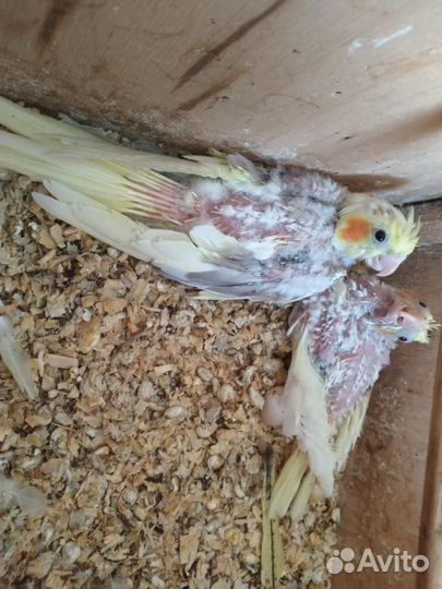 Попугаи кореллы