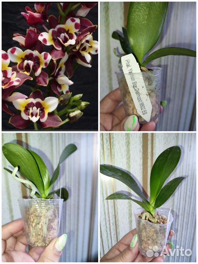 Азиатские орхидеи