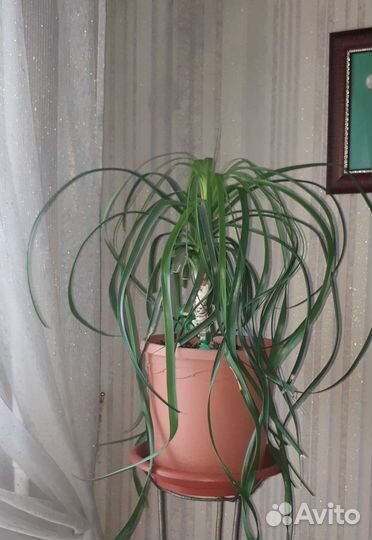 Бокарнея нолина