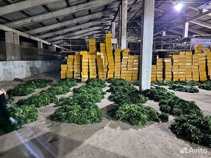 Свежая кинза оптом от производителя