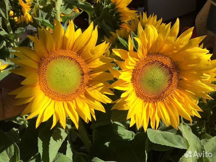 Подсолнухи срез